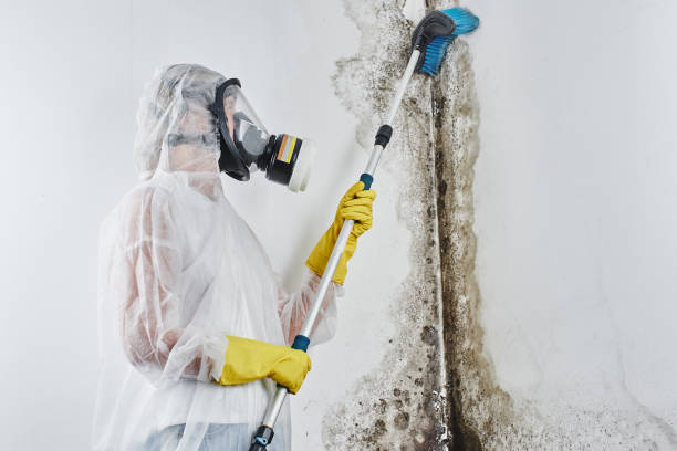 Crawl Space Mold Removal in Nibley, UT