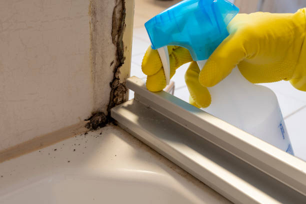 Attic Mold Removal in Nibley, UT