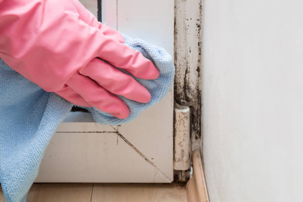 Home Mold Removal in Nibley, UT